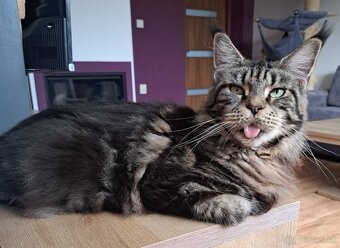 Mainska myvalia s PP - 7