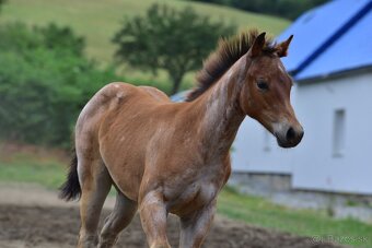 American Quarter horse kobylka - 7