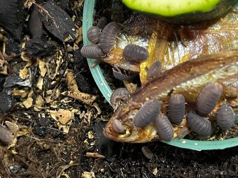 Isopody na predaj bioaktívne poklady pre tvoje terárium 🐛🌿 - 7