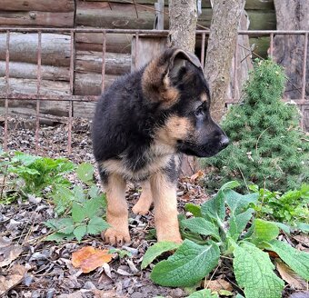 Nemecký ovčiak - šteniatka - 7