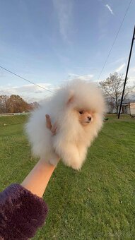 Pomeranian s PP FCI❣️ - 7