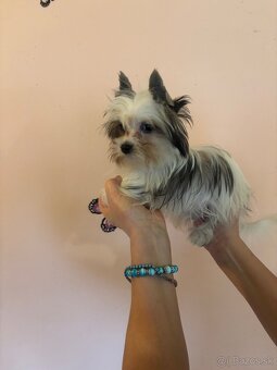 Yorkshirsky terier, biewer, yorkshirsky terier mini - 7