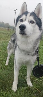 Sibírsky husky - 7