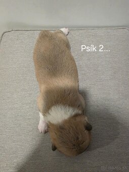 Akita Inu - 7