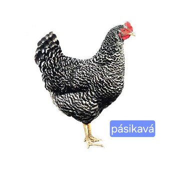 Mládky Dominant - 7