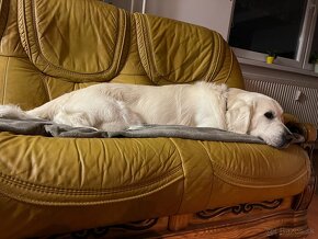 Zlatý Retriever na krytie s PP - 7