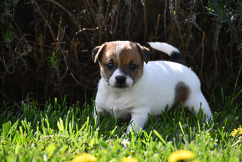 Jack Russell Terrier stenatka s PP - 7