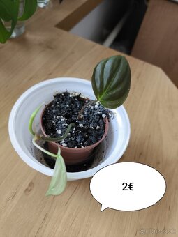 Izbové rastliny ll. - 7
