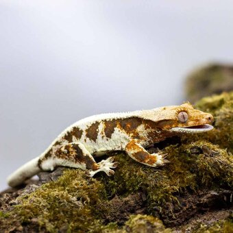 Pagekón riasnatý z chovu GeckoSVK - 7