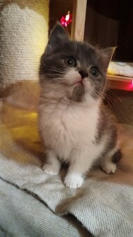 Britské mačiatka - britská modrá, modrý bicolor, čierny bic. - 7