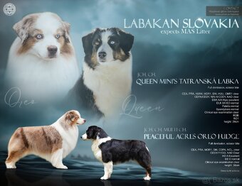 Miniatúrny americký ovčiak s PP - 7