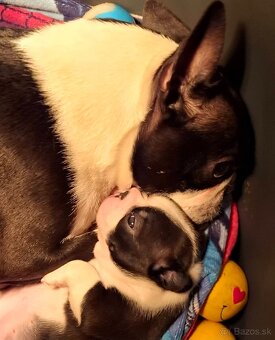 Boston,Bostonský teriér,Boston Terrier s PP - 7