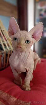Kanadský sphynx mačiatka - 7
