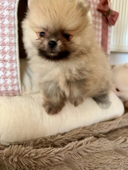 Pomeranian s PP (FCI) - 7