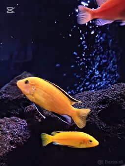 Malawi Africké cichlidy - 7