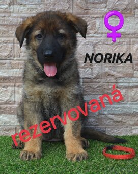 Predám šteniatka - Nemecký ovčiak - 7