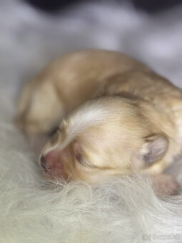 Havanský psík s PP ,Bichon Havanais k rezervácií - 7