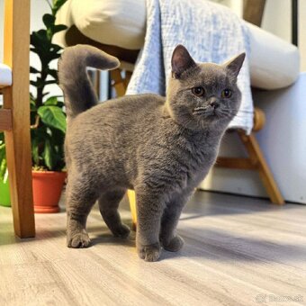 Britska macka s PP - 7