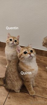 Britské mačiatka - 7