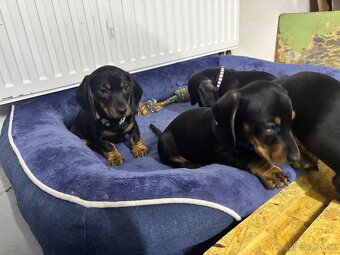 Jazvečík kratkosrstý - 7