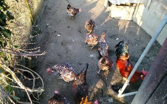 Vlaska porcelanova NV - 7