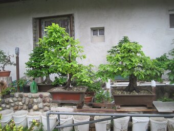 bonsai,bonsaj-hrab 12 - 7
