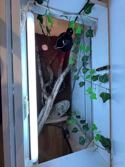 Ručne robená teraristická zostava / Terárium - 7