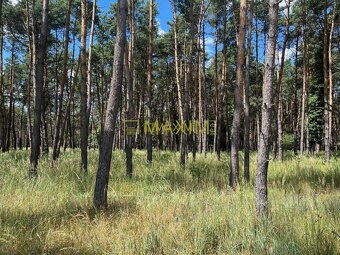 Lúka pod lesom v Jablonovom - 7