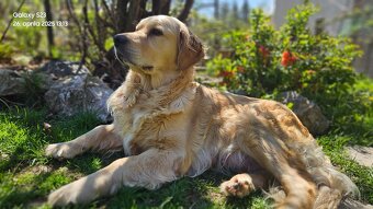 Zlatý retriever - 7