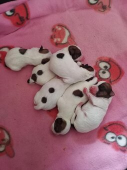 Jack Russell teriér s PP - 7