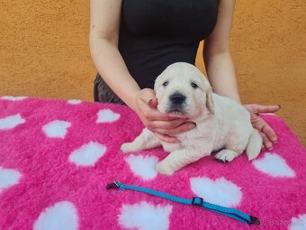 Zlatý retriever - šteniatka s PP, poslední 2 chlapci voľní - 7