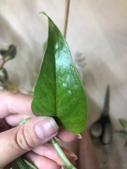 epipremnum pinnatum mint - 7