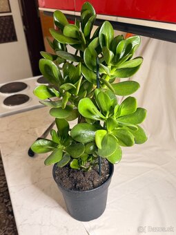 Tucnolist krasne velke listy - 7