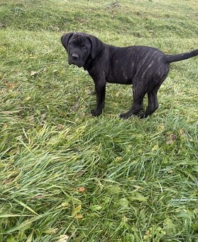 Cane Corso šteniatka - 7