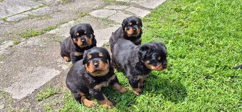 Rotvajler, Rottweiler s PP - 7