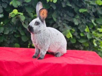 Predám králiky francúzsky strieborný - 7