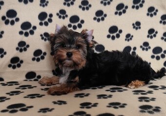Yorkshire terrier - 7