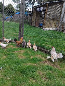 Sliepky milflerky - 7