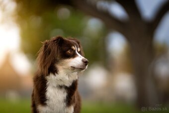 Miniaturní Americký ovčák, pejsek již k odběru - 7