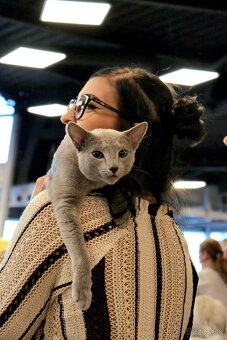 Ruská modrá biela- mačiatko na predaj - 7