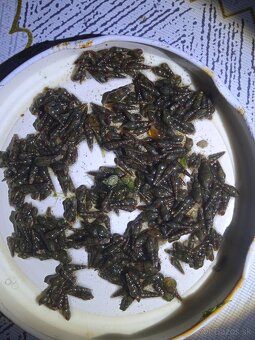 Rastliny do akvária - 7