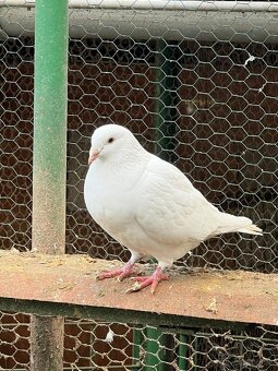 BIELE POŠTOVE HOLUBY - 7