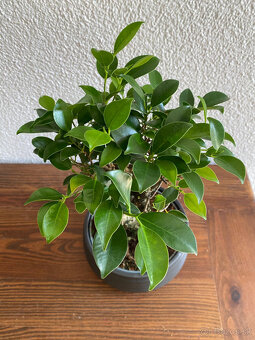 Fikus Ficus Retusa bonsaj - 7