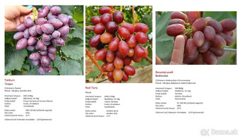 Stolový vinič - sadenice - 7