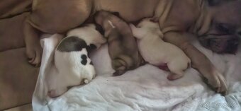 Francúzsky buldoček na krytie - 7