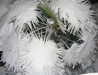 Palmové semená - Trachycarpus fortunei - 7