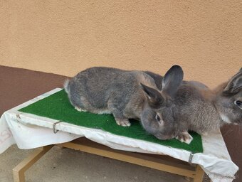 VIDENSKY.  DIVO. MODRY - 7