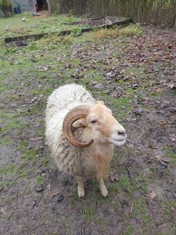 Baranček, Ouessantská ovca - 7