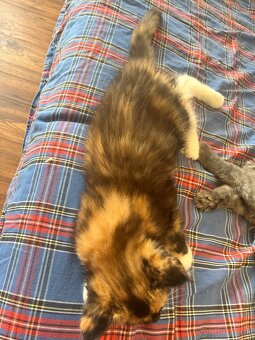 maciatka maine coon/ mainska myvalia - 7