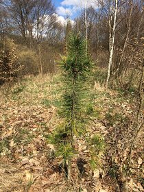 Sibírsky Céder (Pinus Sibirica) sadenice - 7